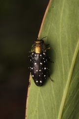 Diphucrania leucosticta