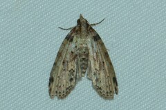 Sigmuncus arcuata