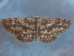 Hypomecis umbrosaria