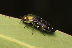 Diphucrania leucosticta