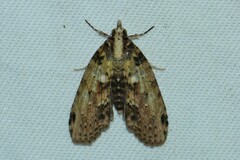 Sigmuncus arcuata