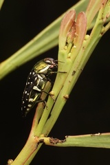 Diphucrania leucosticta