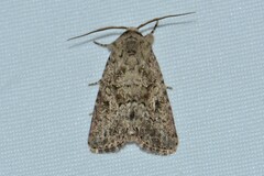 Spodoptera cilium