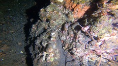 Gymnothorax zonipectis