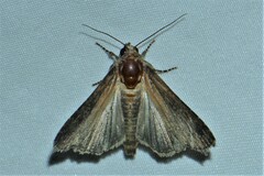 Stictopterinae