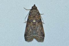 Stictopterinae