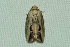 Strotihypera macroplaga