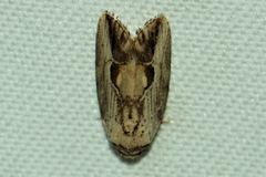 Strotihypera macroplaga