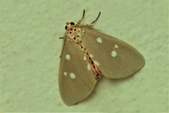 Tinolius eburneigutta