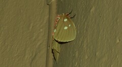 Tinolius eburneigutta