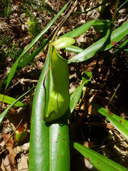 Nepenthes distillatoria