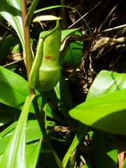 Nepenthes distillatoria