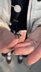 Poecilocoris lewisi
