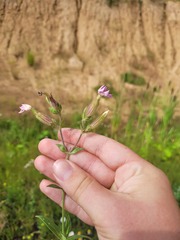 Silene × hampeana