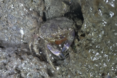 Glebocarcinus oregonensis