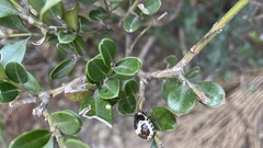 Poecilocoris lewisi