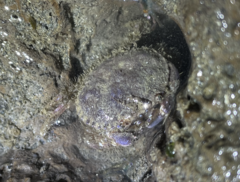 Glebocarcinus oregonensis