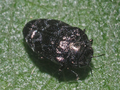 Trachys minutus