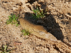 Drusia valenciennii