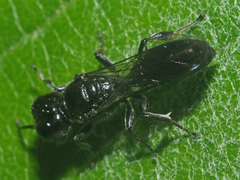 Crossocerus