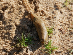 Drusia valenciennii
