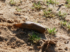 Drusia valenciennii