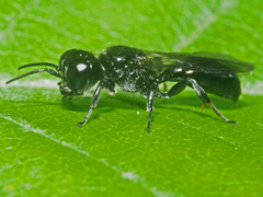 Crossocerus
