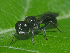 Crossocerus