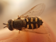 Eupeodes luniger
