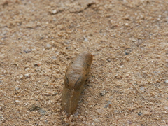 Drusia valenciennii