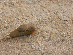 Drusia valenciennii