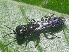 Crossocerus