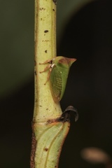 Sextius virescens