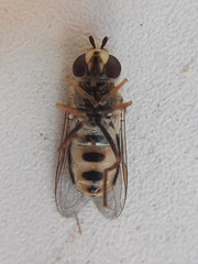Eupeodes luniger
