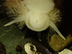 Aeolidia