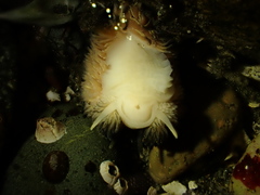 Aeolidia