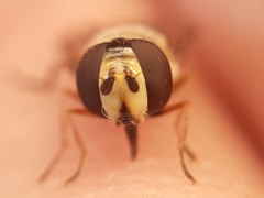 Eupeodes luniger