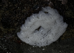 Aeolidia