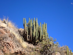 Corryocactus brevistylus