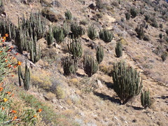 Corryocactus brevistylus