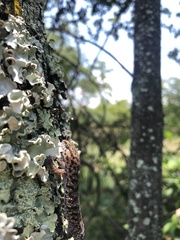 Pachydactylus affinis