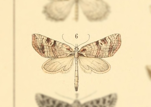 Tomopteryx amoena