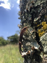 Pachydactylus affinis