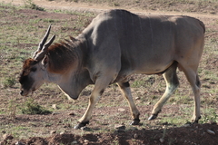 Tragelaphus oryx pattersonianus