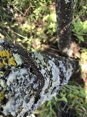 Pachydactylus affinis