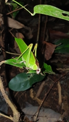 Ephippitytha kuranda