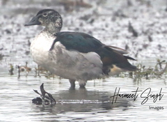 Sarkidiornis melanotos