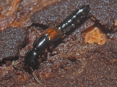 Nudobius lentus
