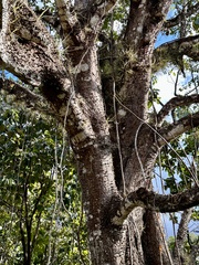 Pochota fendleri