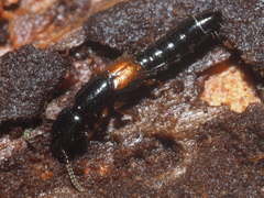 Nudobius lentus